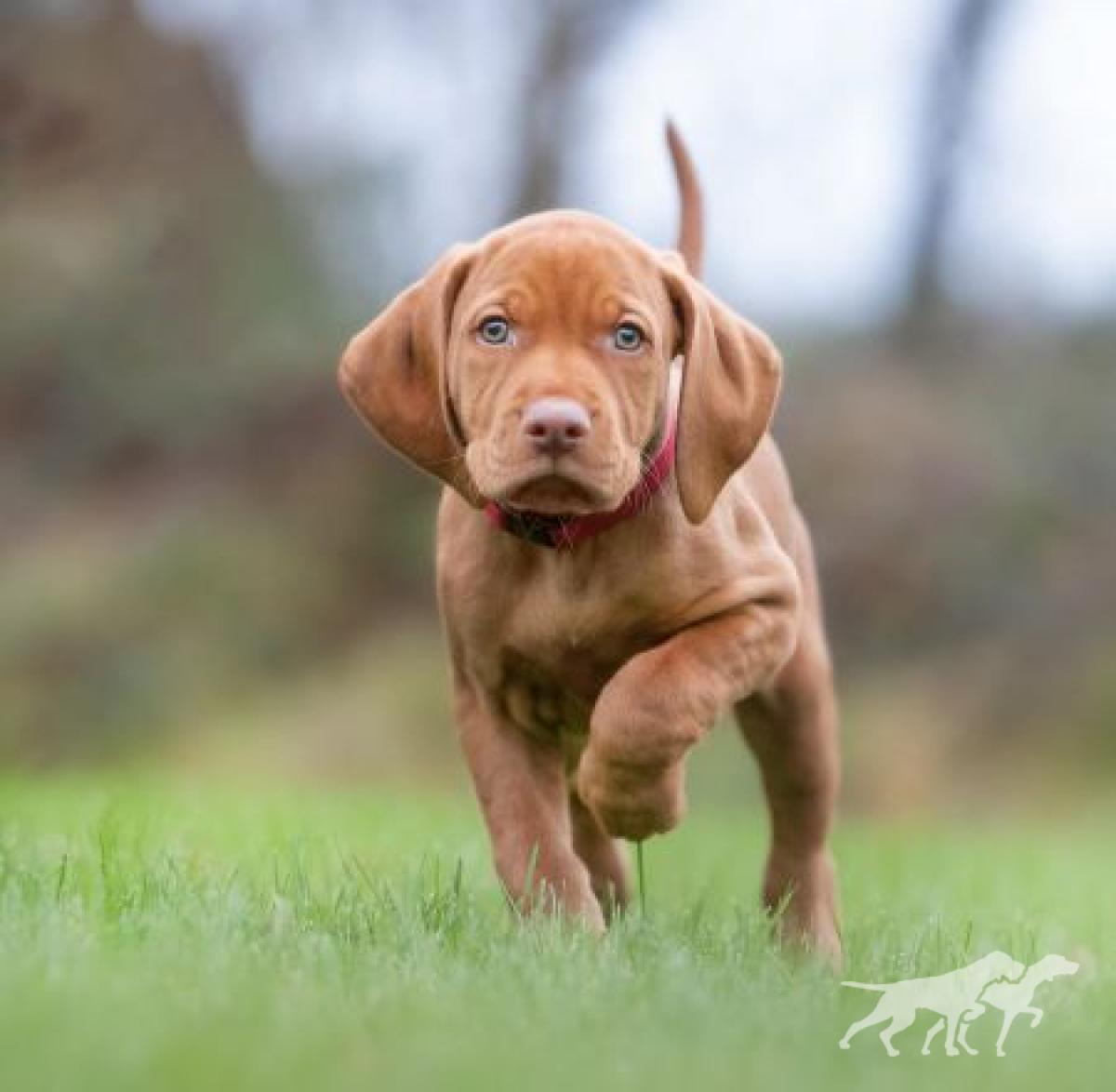 Truntevænget's Bailey