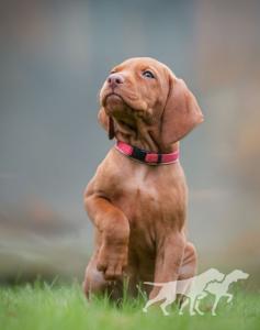 Truntevænget's Malibu