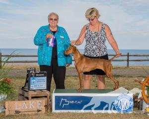 Paradox Laurels For Rata