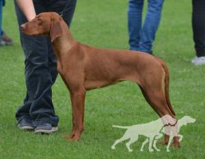 Canis Fortuna Melody
