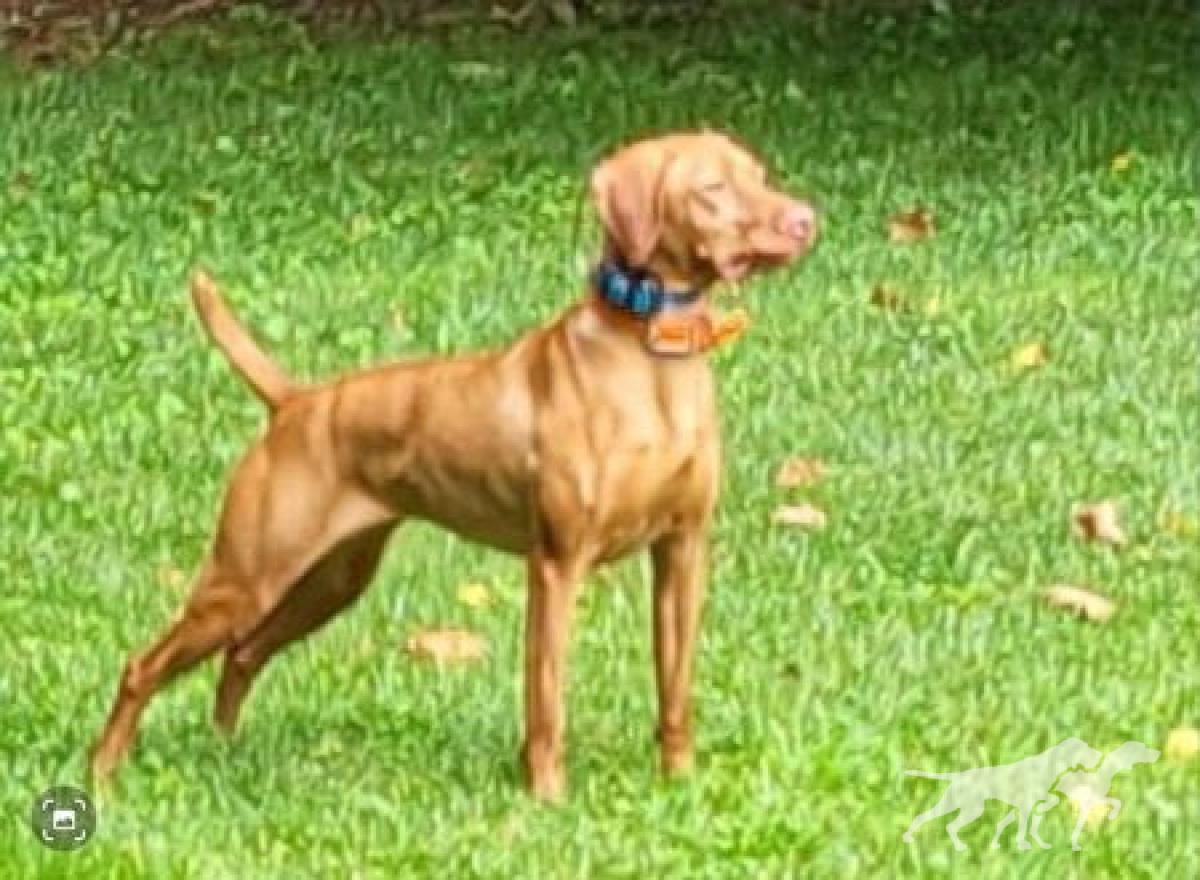 Shiloh's Twenty Gauge Shenanigans