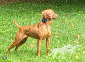 Shiloh's Twenty Gauge Shenanigans