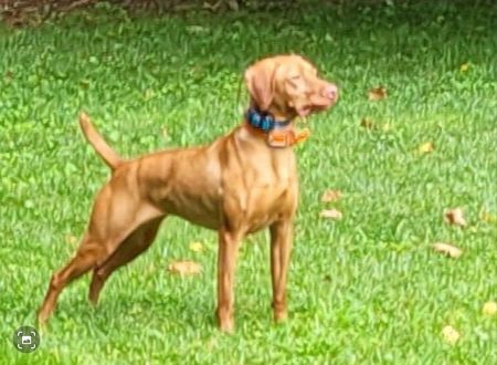 Shiloh's Twenty Gauge Shenanigans