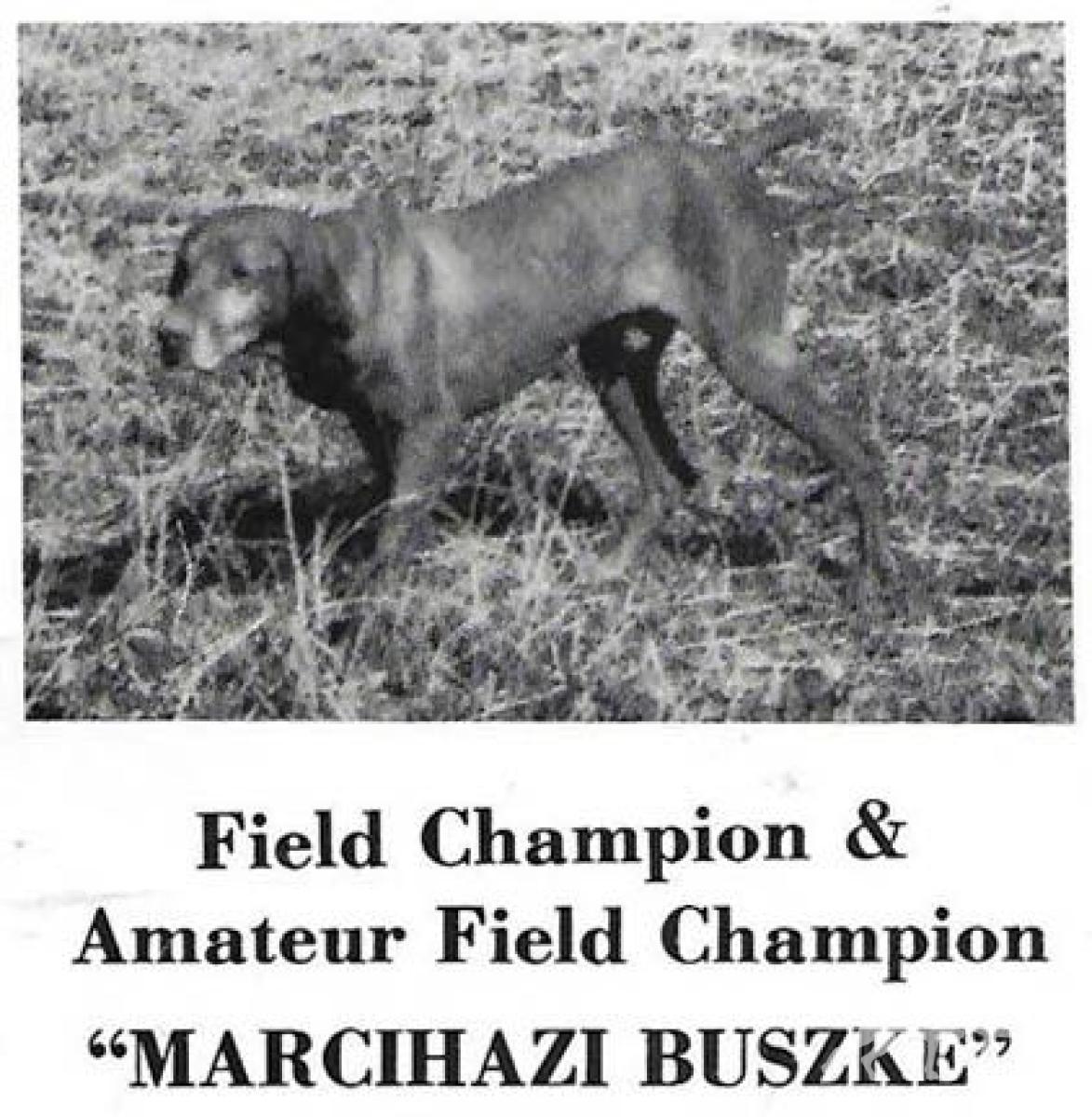 Marcihazi Buszke
