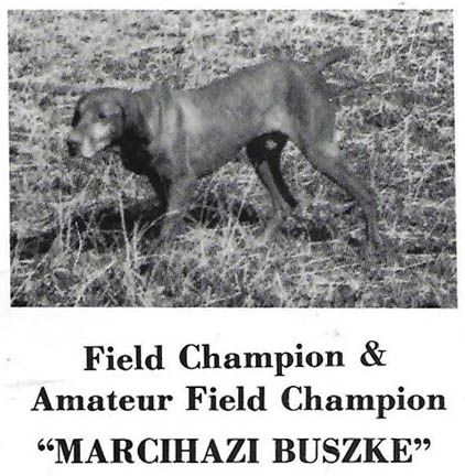 Marcihazi Buszke