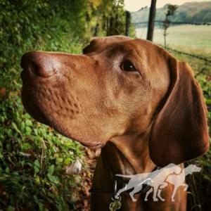 Gunfield Majestic Gold Dust