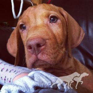Gunfield Majestic Lord