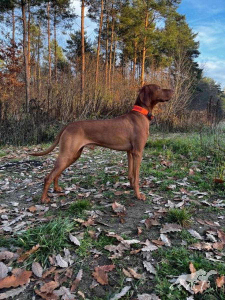 Butterfly Hunter Prince Charming