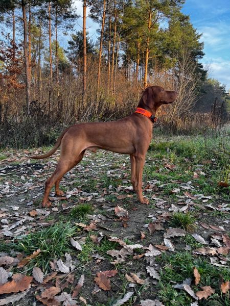 Butterfly Hunter Prince Charming