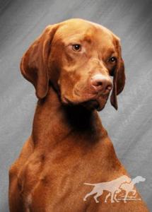 Lagniappe Sir Ruger Huntmore