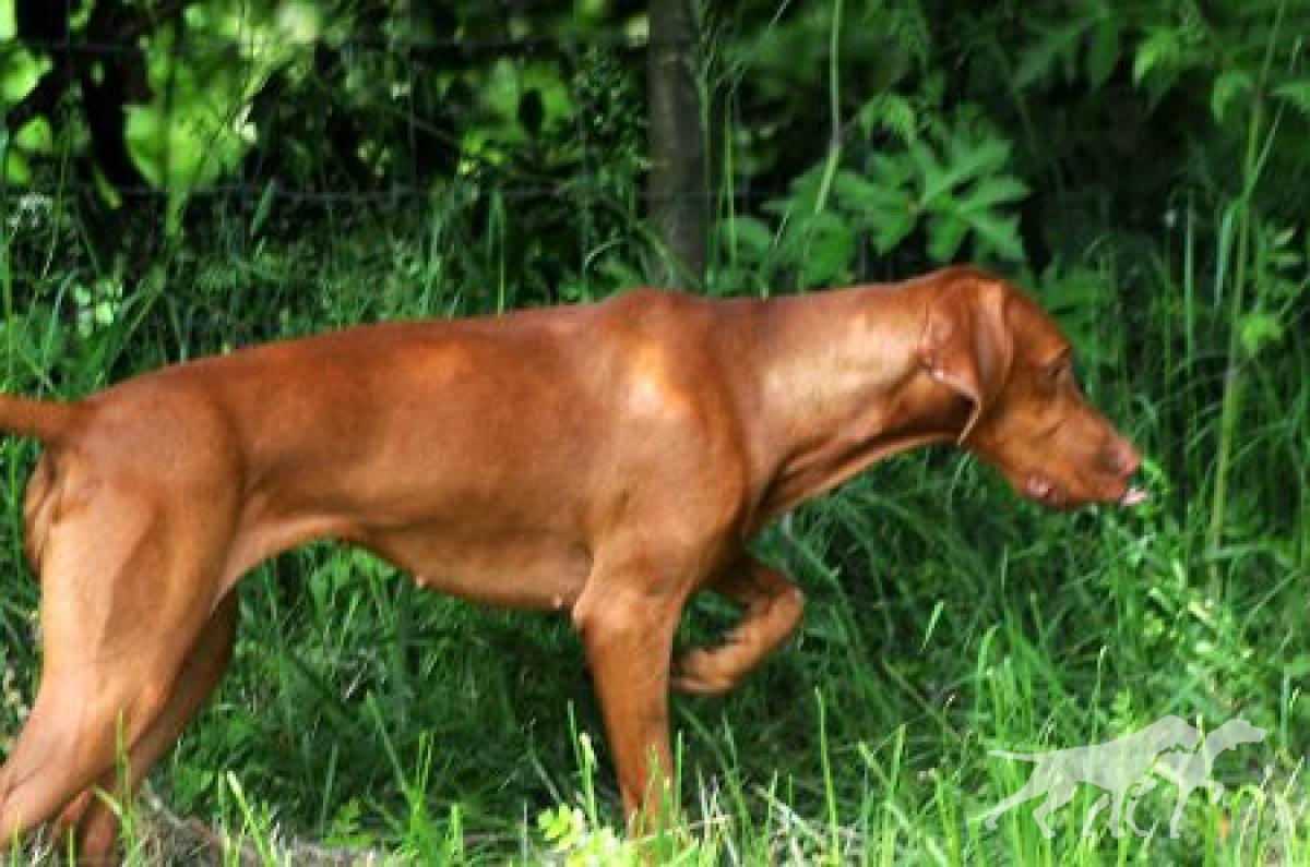 Dunaconri Aida