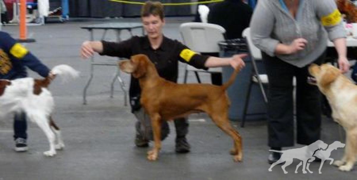 Varazs Artemis Vizsandy