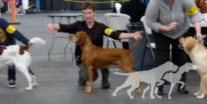 Varazs Artemis Vizsandy