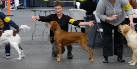 Varazs Artemis Vizsandy