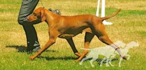Vitali's Intrepid Murphy