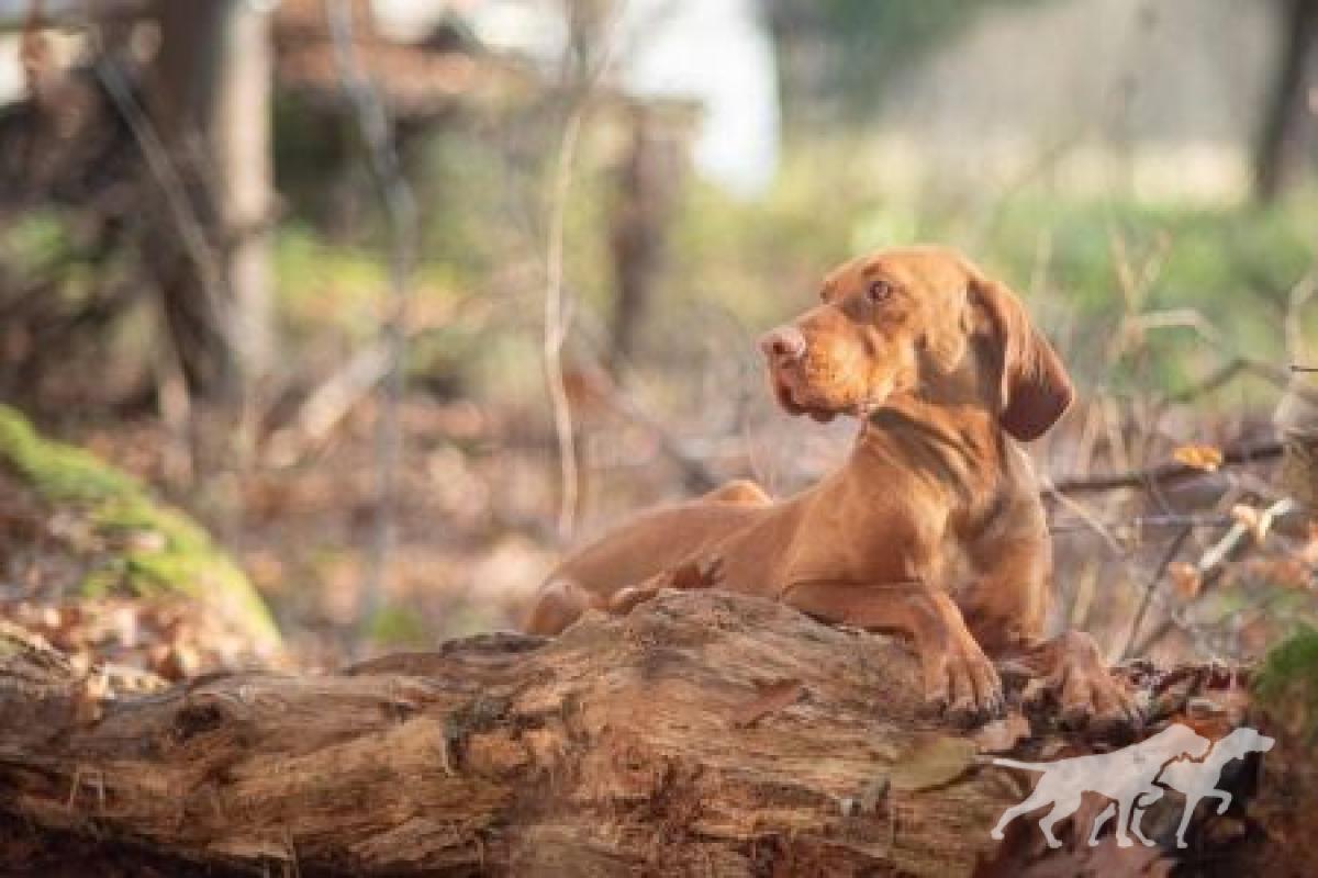Róza Vizsla Holly Dogsland