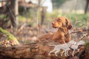 Róza Vizsla Holly Dogsland