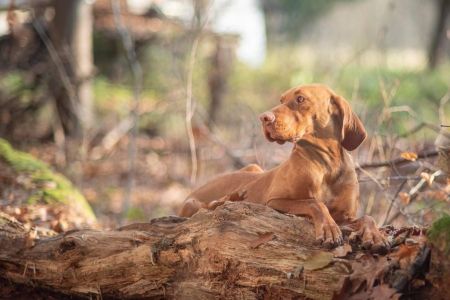 Róza Vizsla Holly Dogsland