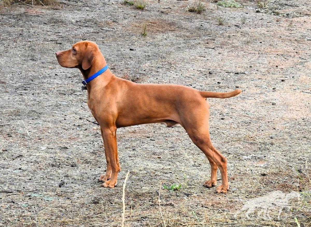 Reddog Ranch Rocky Mountain Judicious Jethro