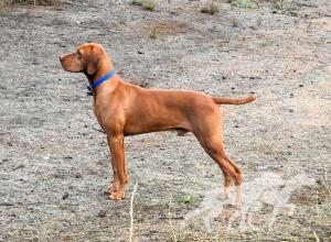 Reddog Ranch Rocky Mountain Judicious Jethro