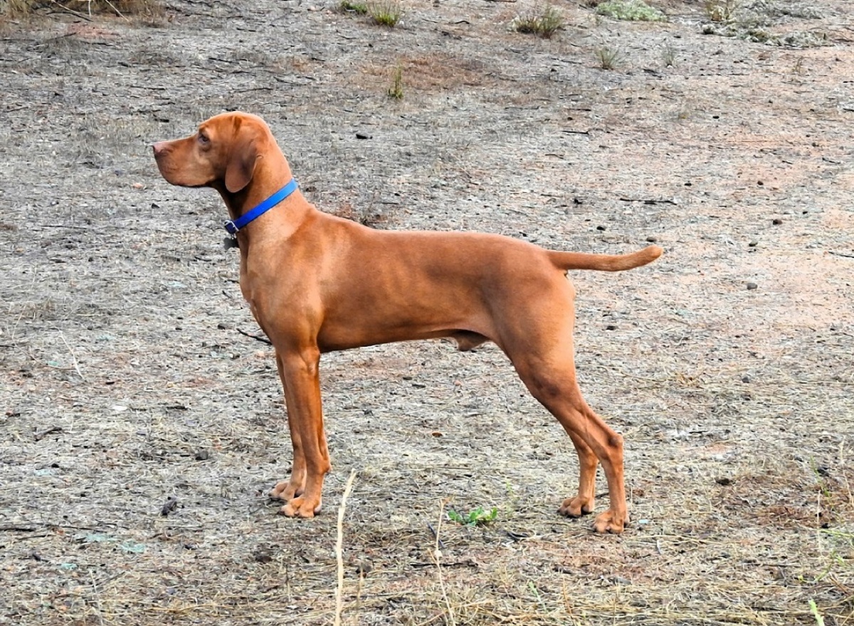 Reddog Ranch Rocky Mountain Judicious Jethro