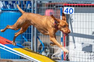 Dreamvizslas Stolen Ride