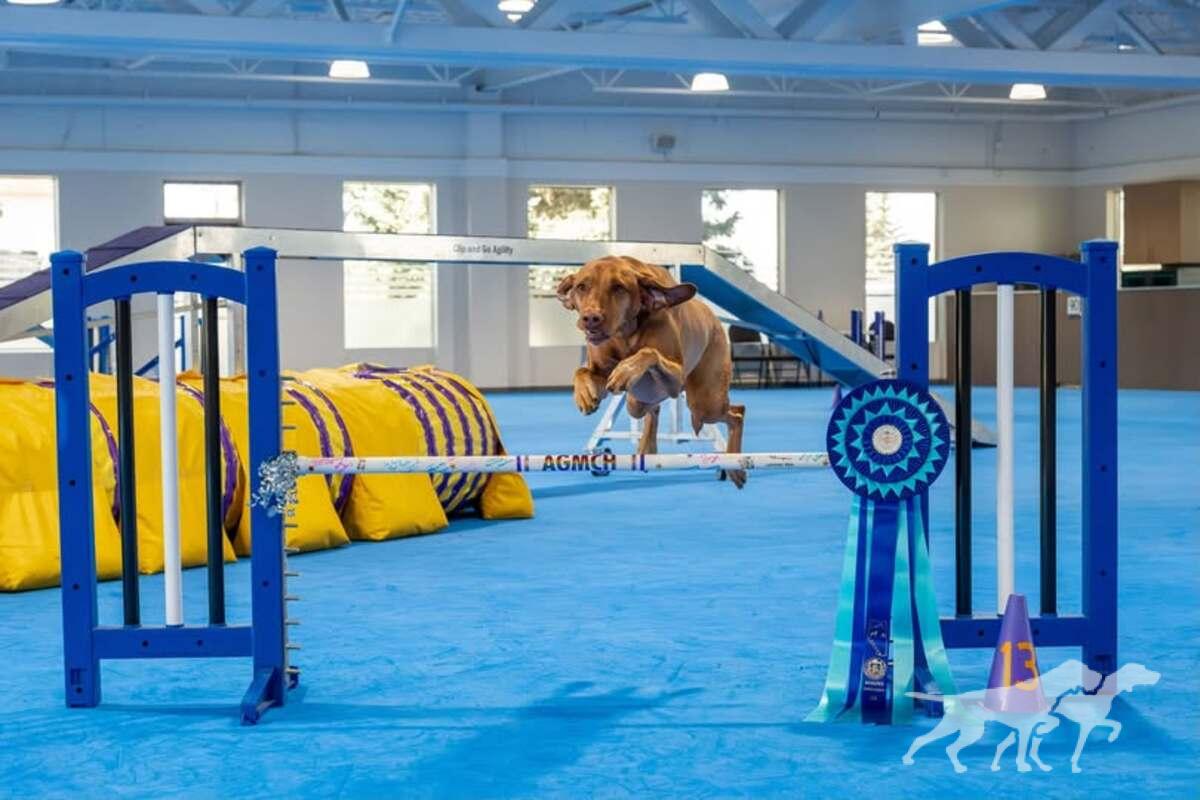 Dreamvizslas Stolen Ride