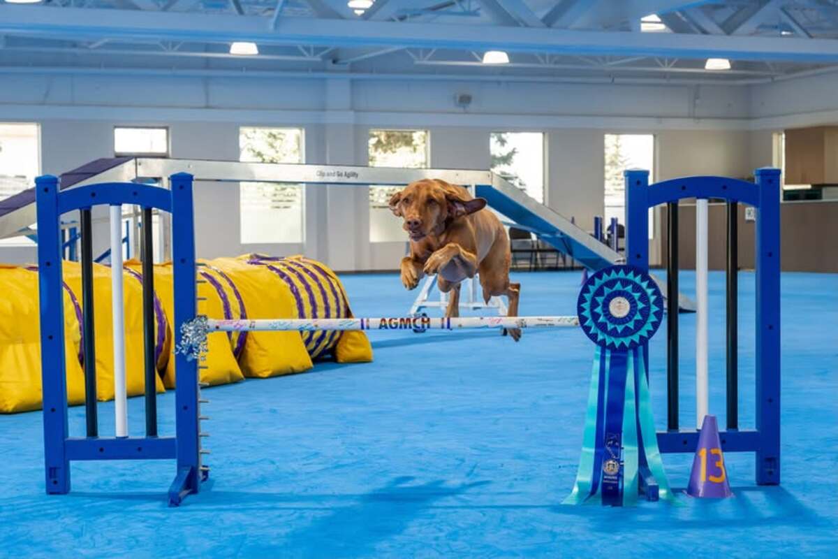 Dreamvizslas Stolen Ride