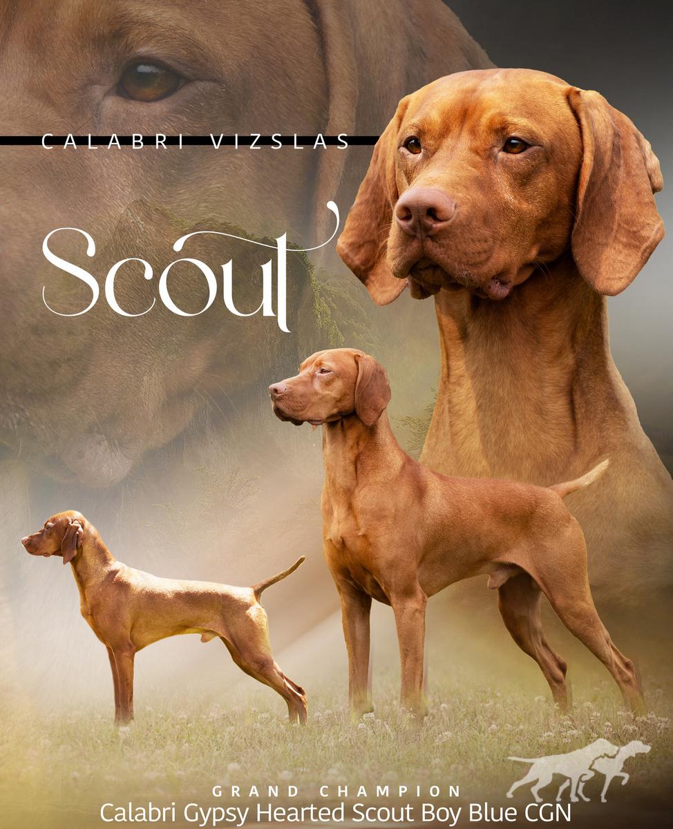 Calabri Gypsy Hearted Scout Boy Blue