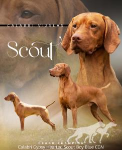 Calabri Gypsy Hearted Scout Boy Blue