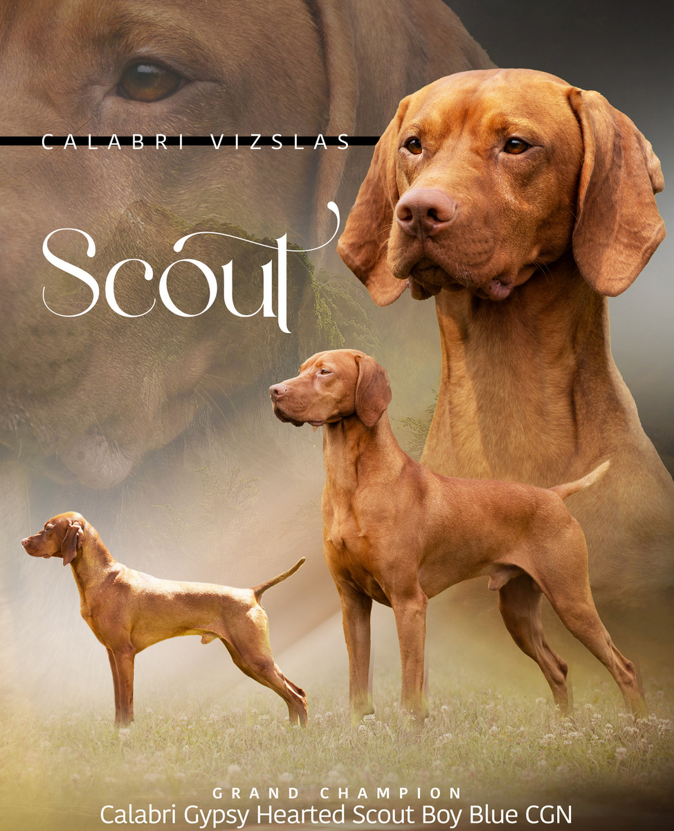 Calabri Gypsy Hearted Scout Boy Blue