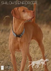 Shiloh's Enforcer