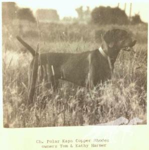 Polar Kaps Copper Rhodes