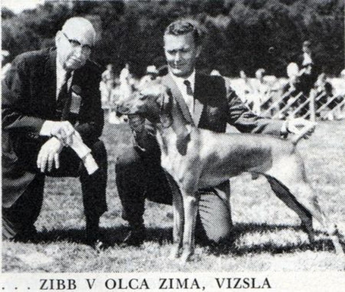 Zibb v Olca Zima