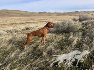 Starrpath's Daylie Double