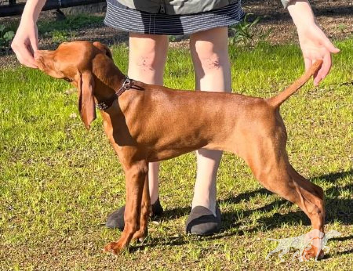 Chip's Sweet Georgia Brown