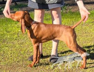 Chip's Sweet Georgia Brown