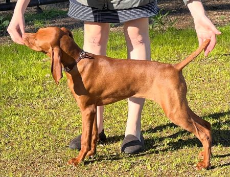 Chip's Sweet Georgia Brown