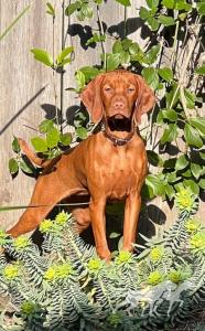 Chip's Sweet Georgia Brown