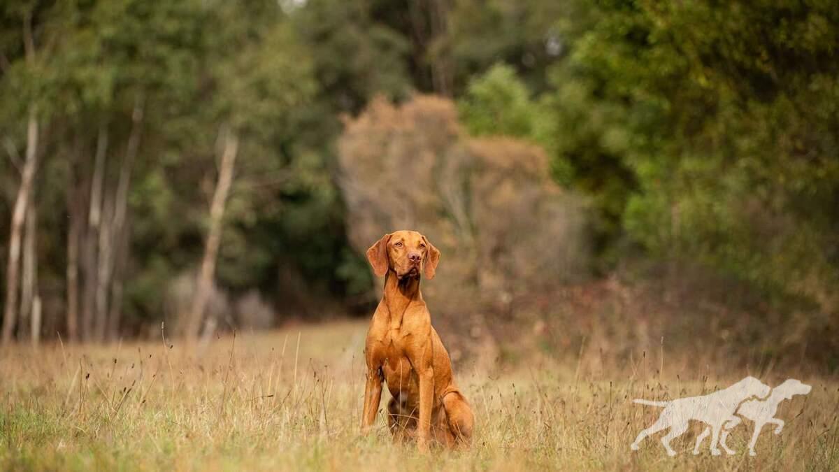 Vadaszlangol Custer
