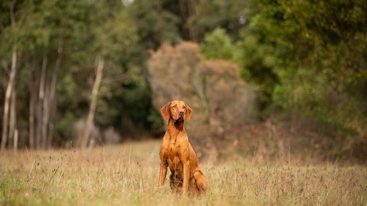 Vadaszlangol Custer