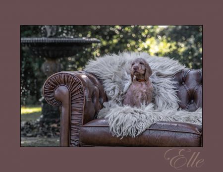 Elle van Marckelzathe