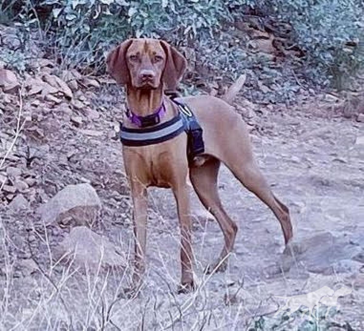 Valhalla's Adorable Opie Of Scottsdale