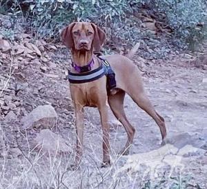 Valhalla's Adorable Opie Of Scottsdale