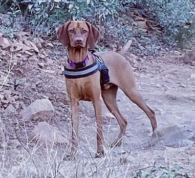 Valhalla's Adorable Opie Of Scottsdale