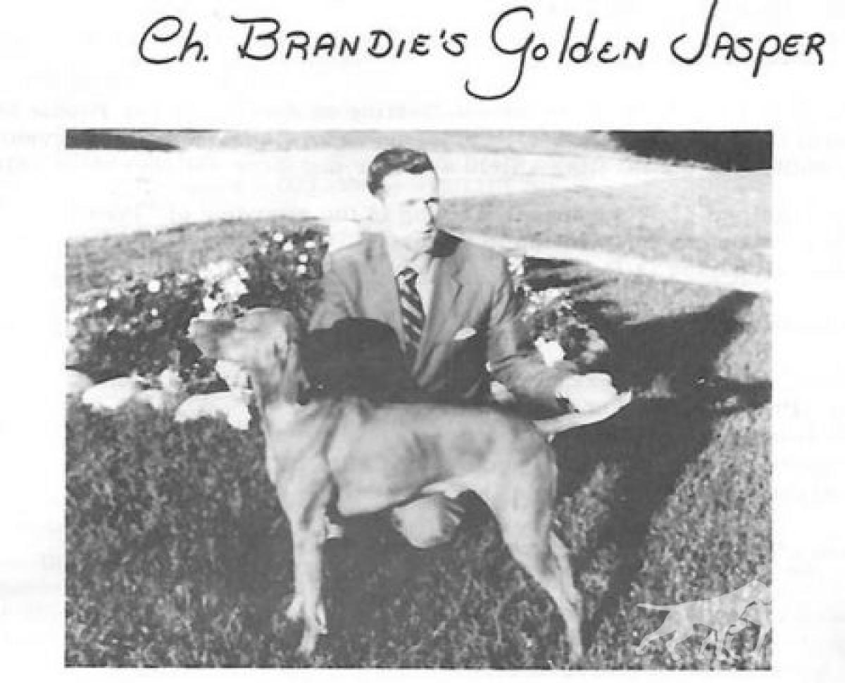 Brandie's Golden Jasper