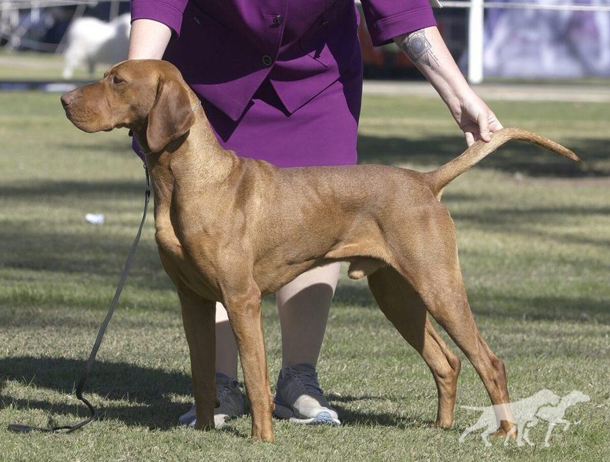Ponsonby Mega Star (AI)