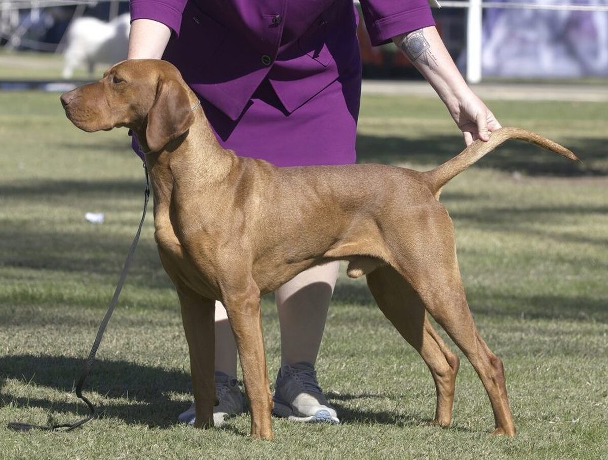 Ponsonby Mega Star (AI)