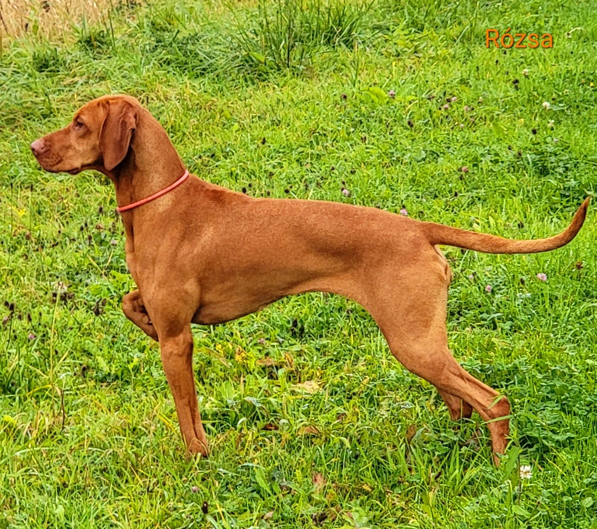 Athena Kshetra Tara