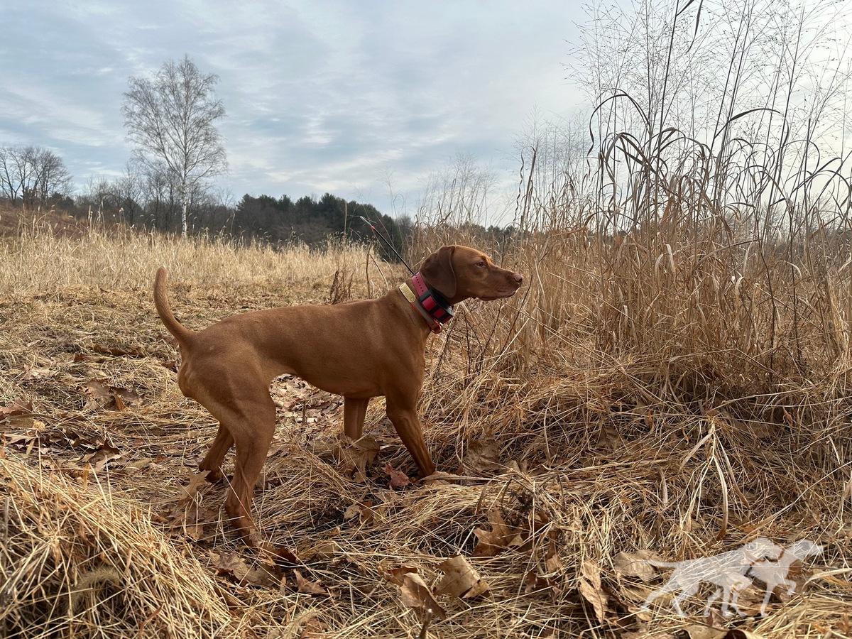 Burr Oak's Ramble On The Savanna
